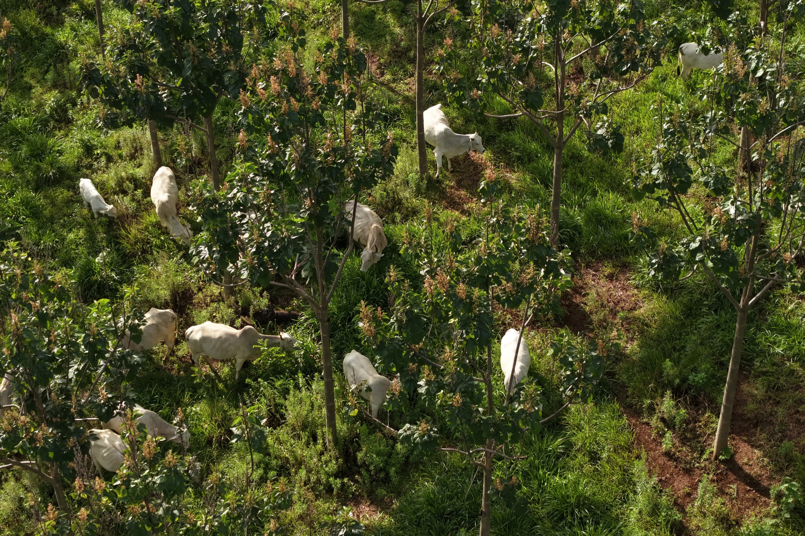 White cattle grazing among flowering young paulownia