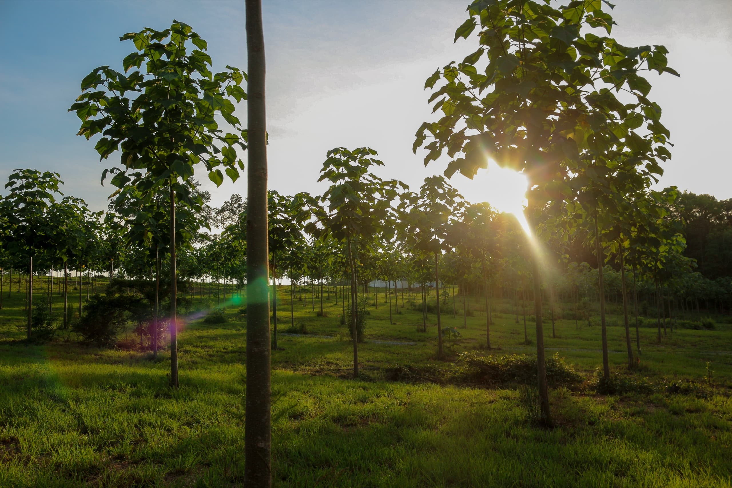 A young paulownia stand in golden evening light
