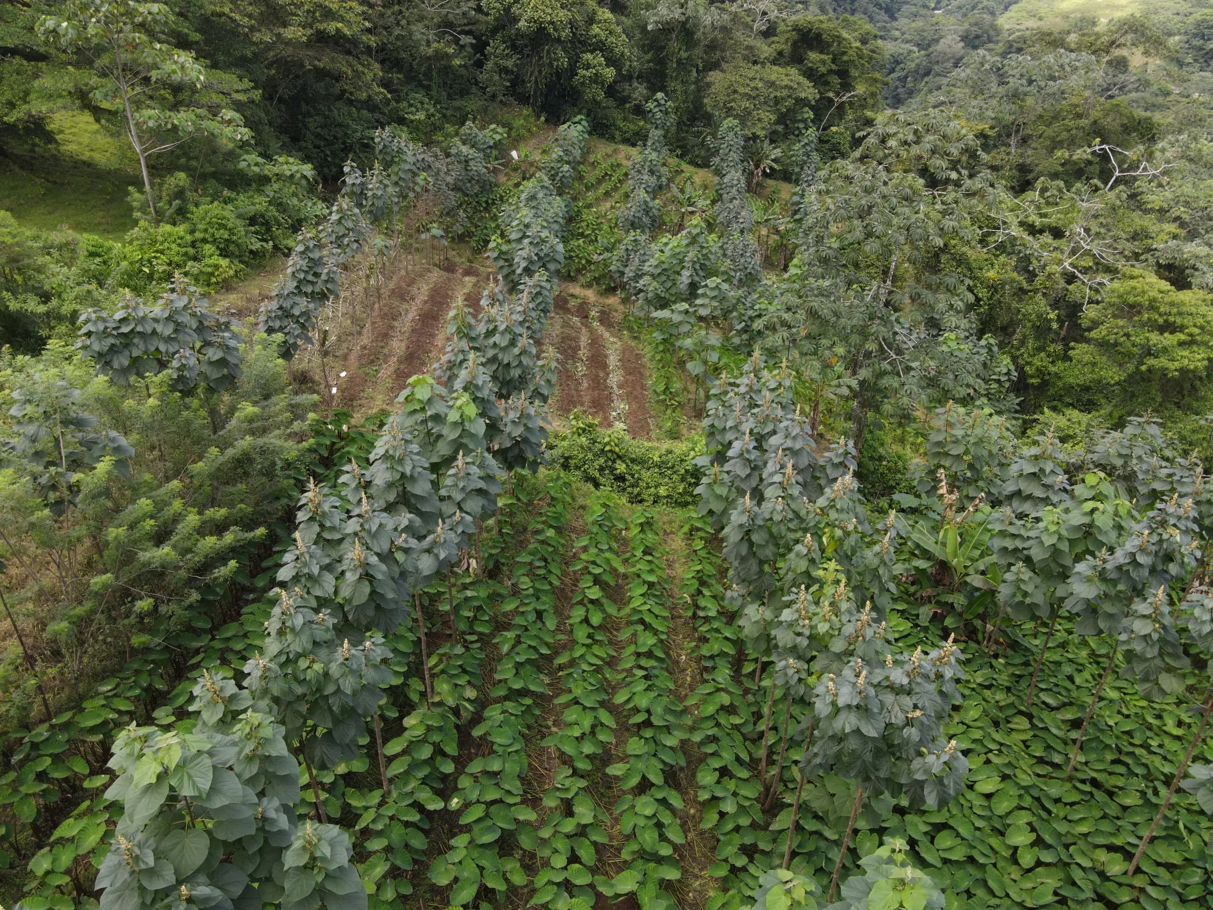 Drone view over paulownia rows