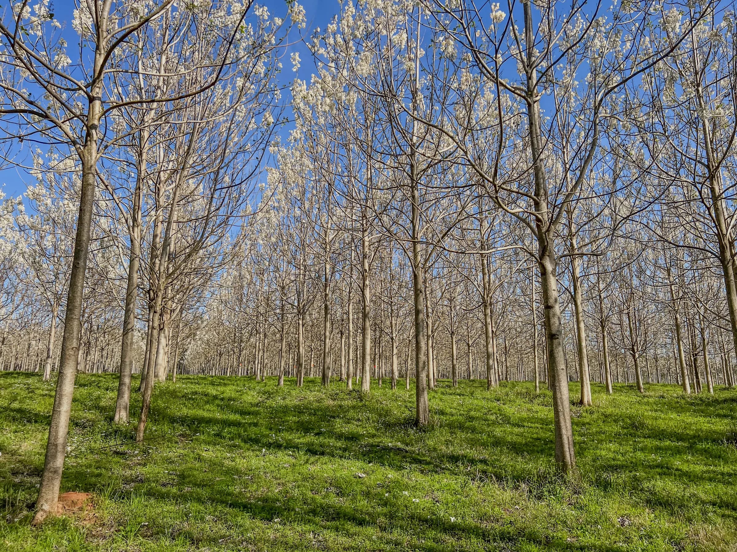Paulownia rows shading open pasture on a World Tree silvopasture farm