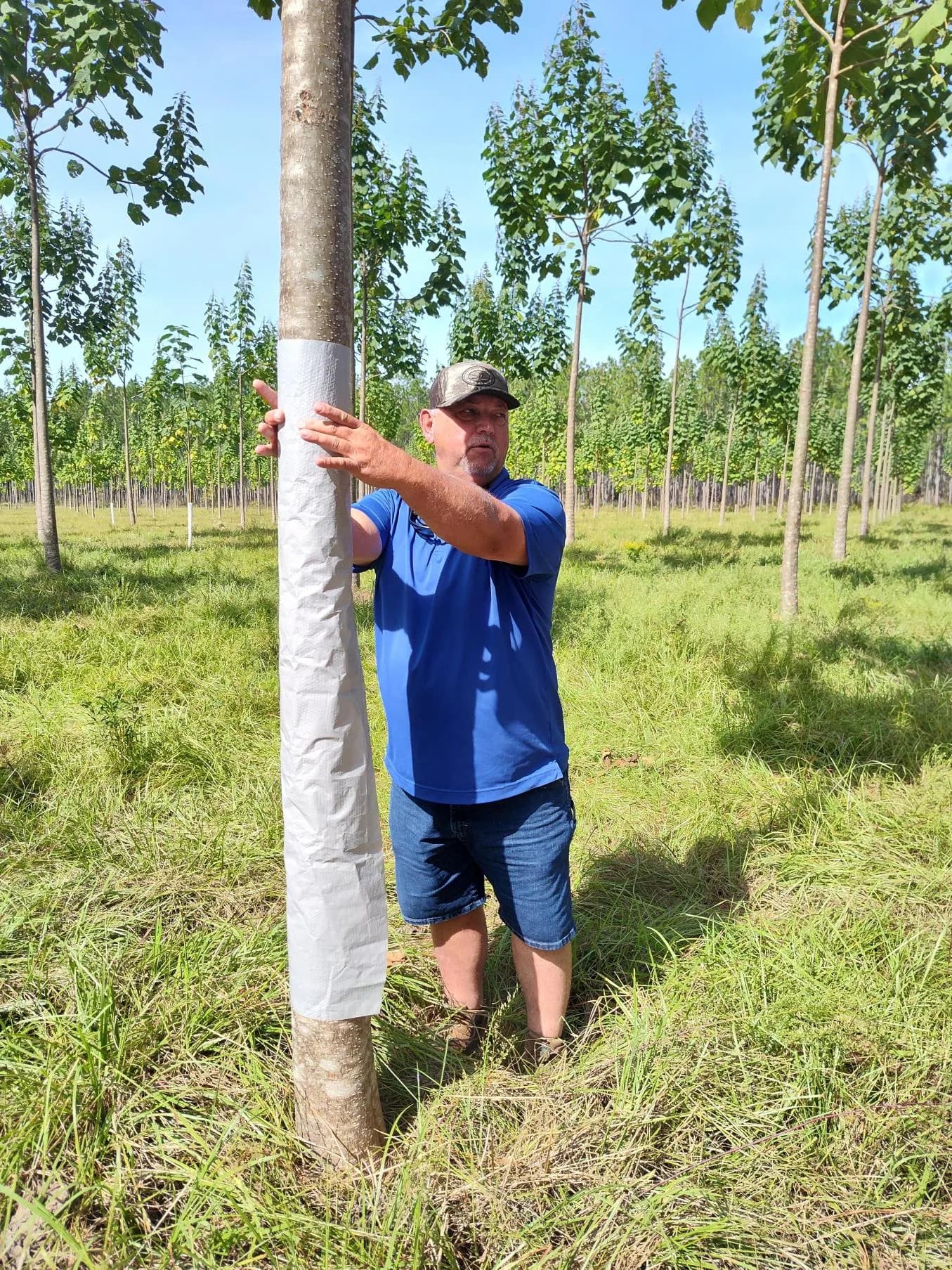 A farming couple and their dog beneath a young paulownia