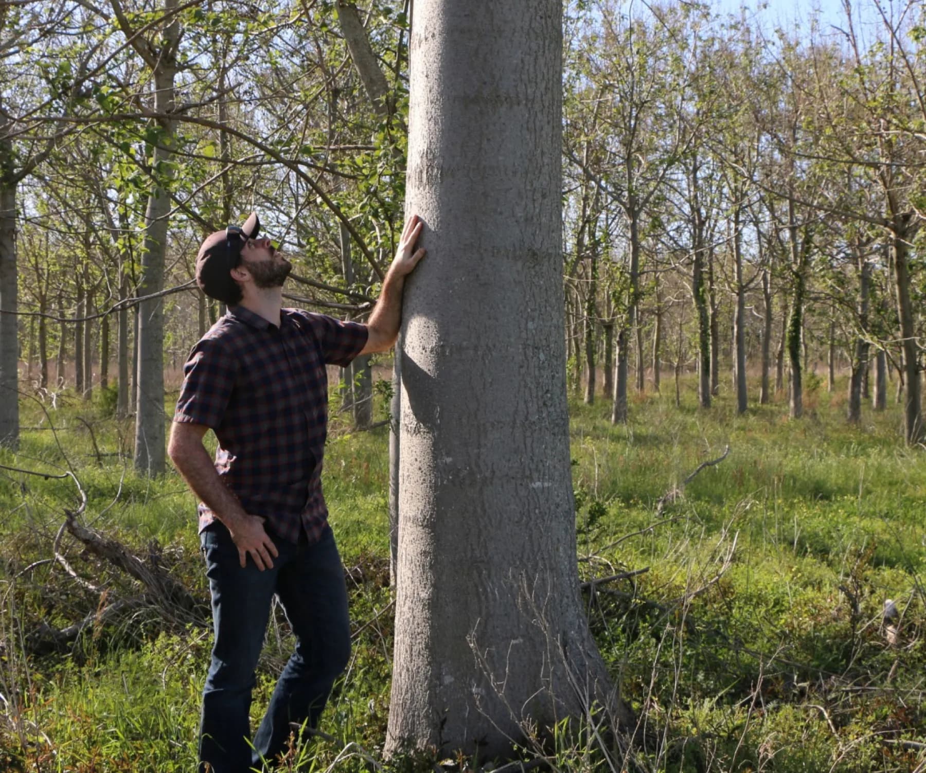 The World Tree team at work among the rows
