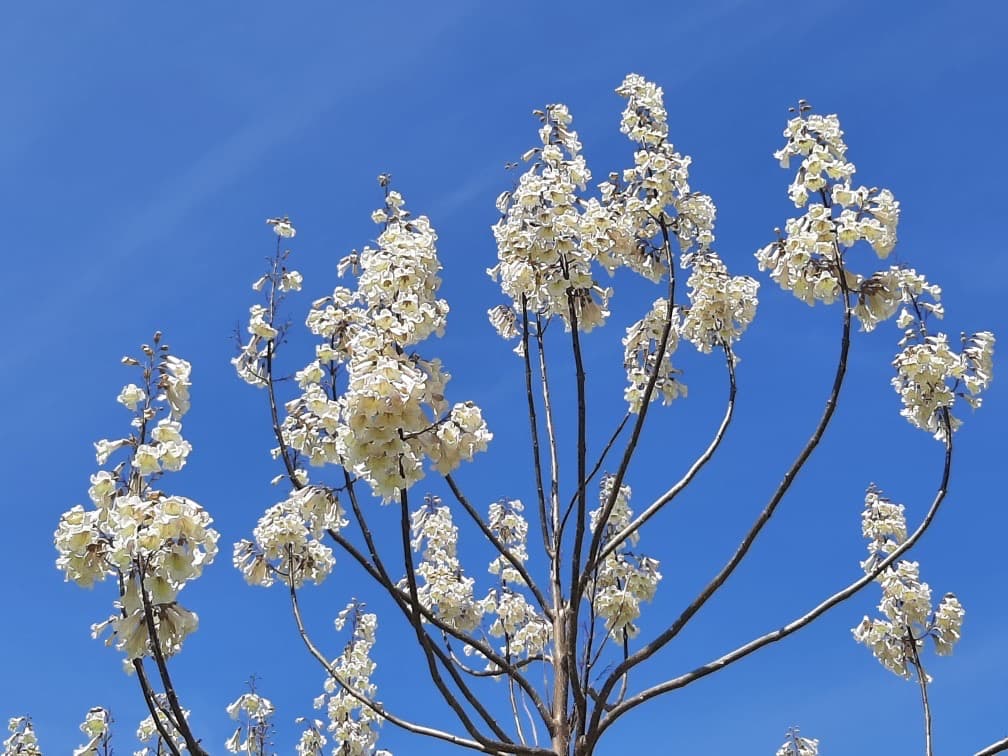 A paulownia tree in full white bloom against a clear blue sky