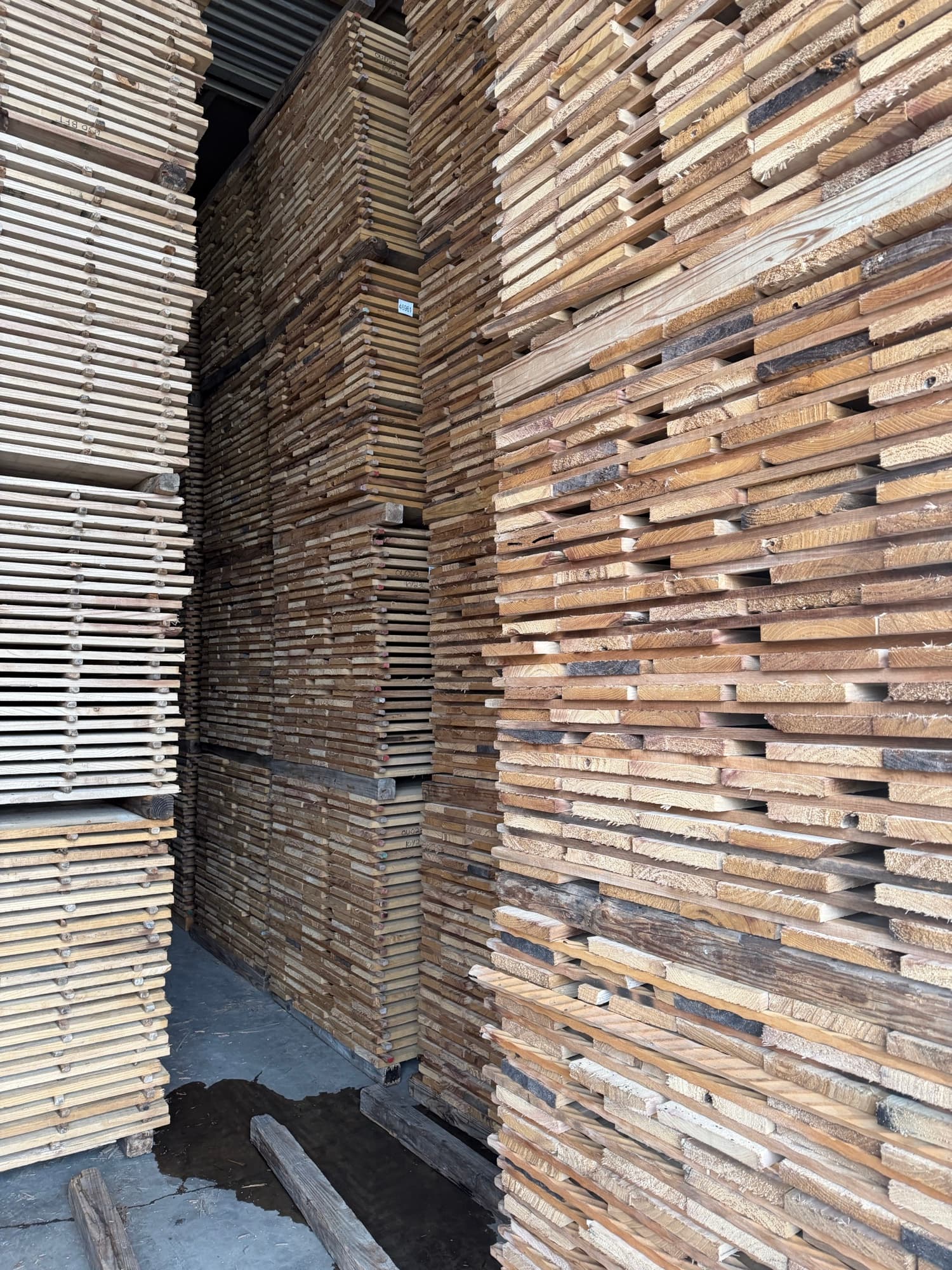 Paulownia boards sticker stacked for drying