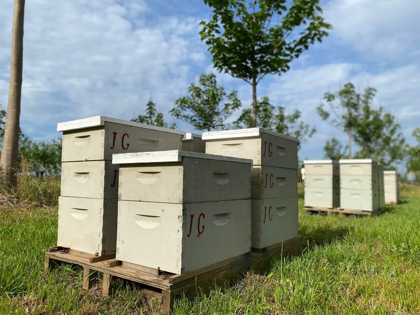 Stacked beehive boxes on a pallet among rows of young paulownia trees