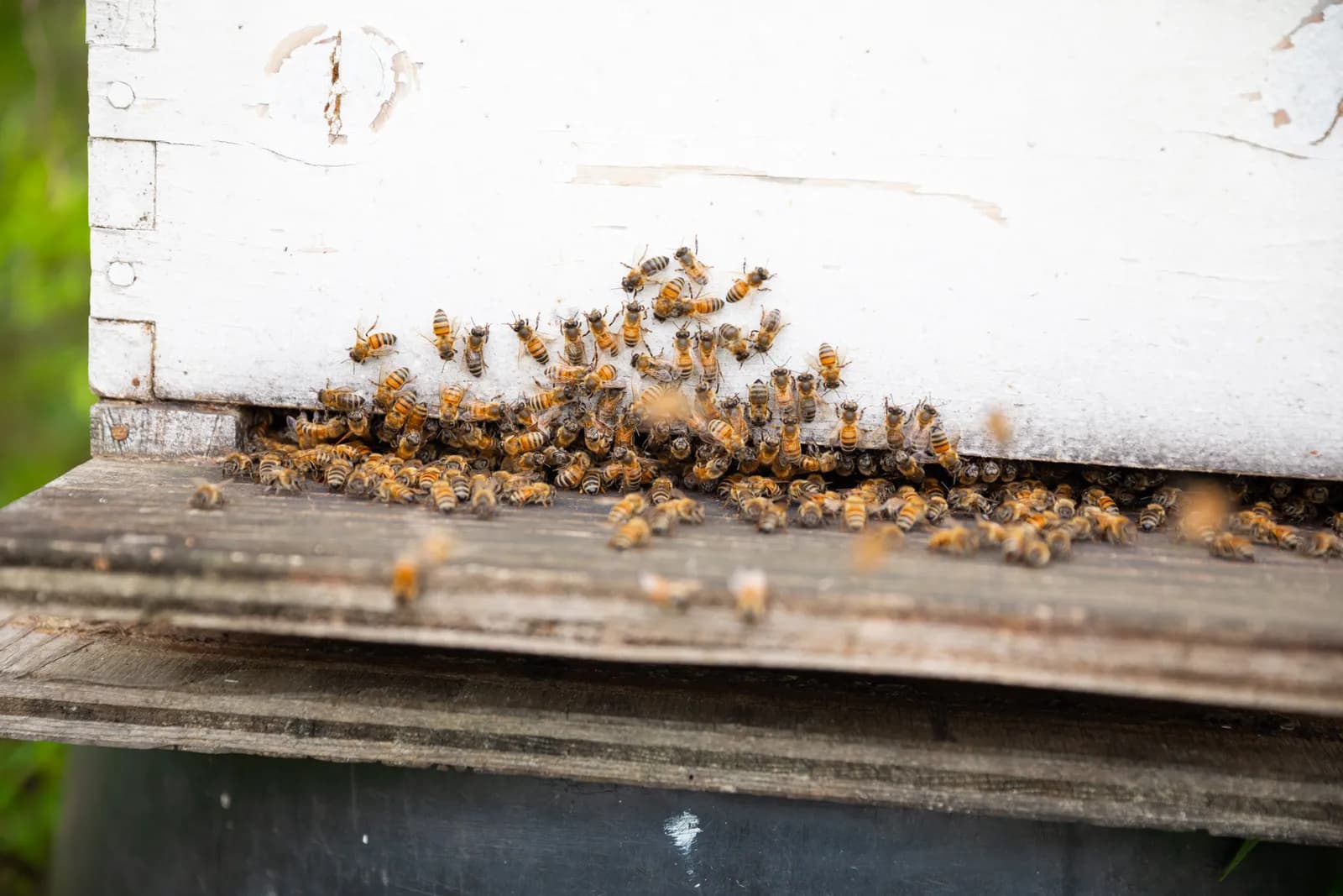 Honeybees clustered at the entrance of a hive box