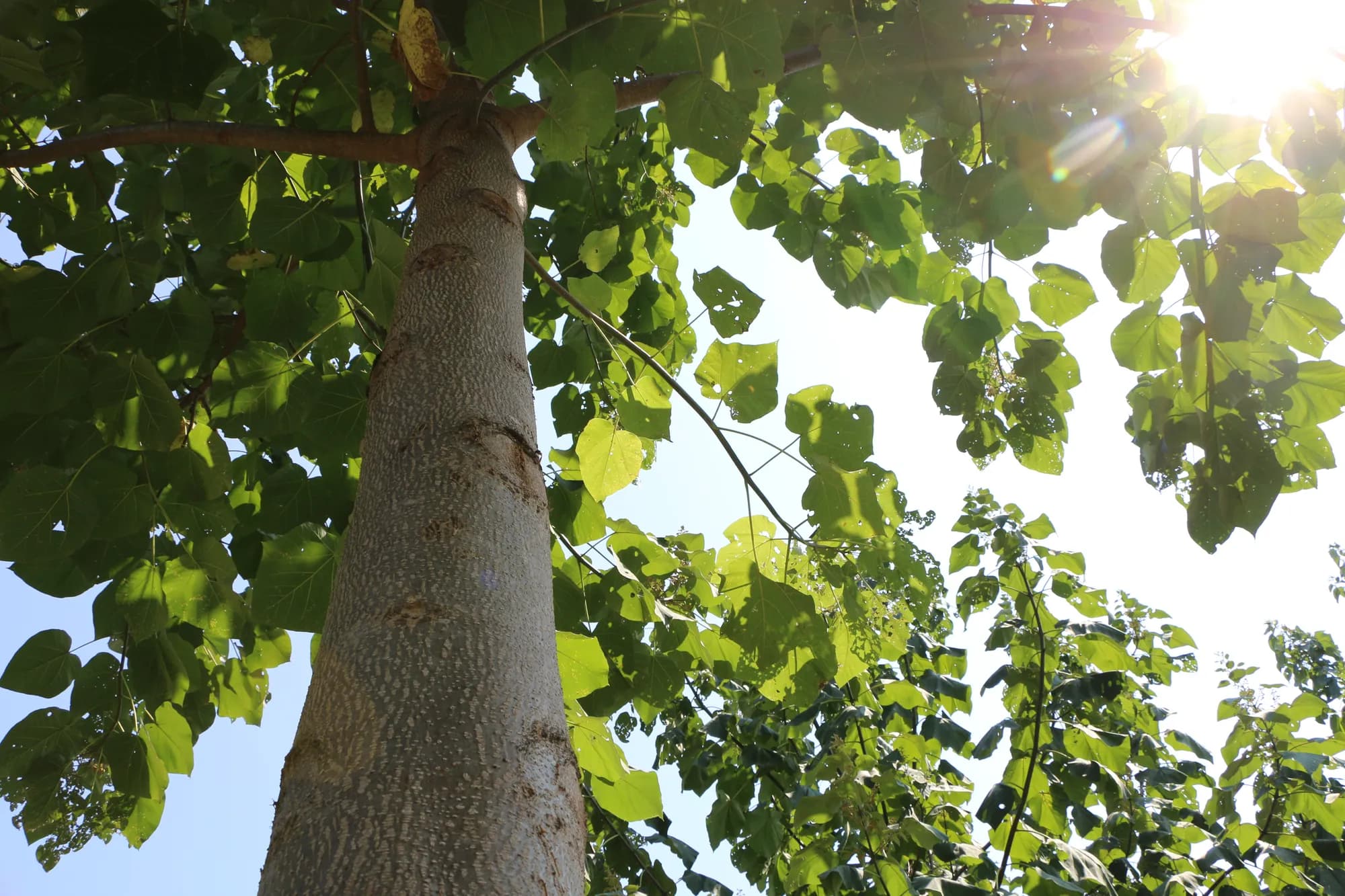 Sunlight streaming through the broad heart-shaped leaves of a paulownia canopy, seen from below