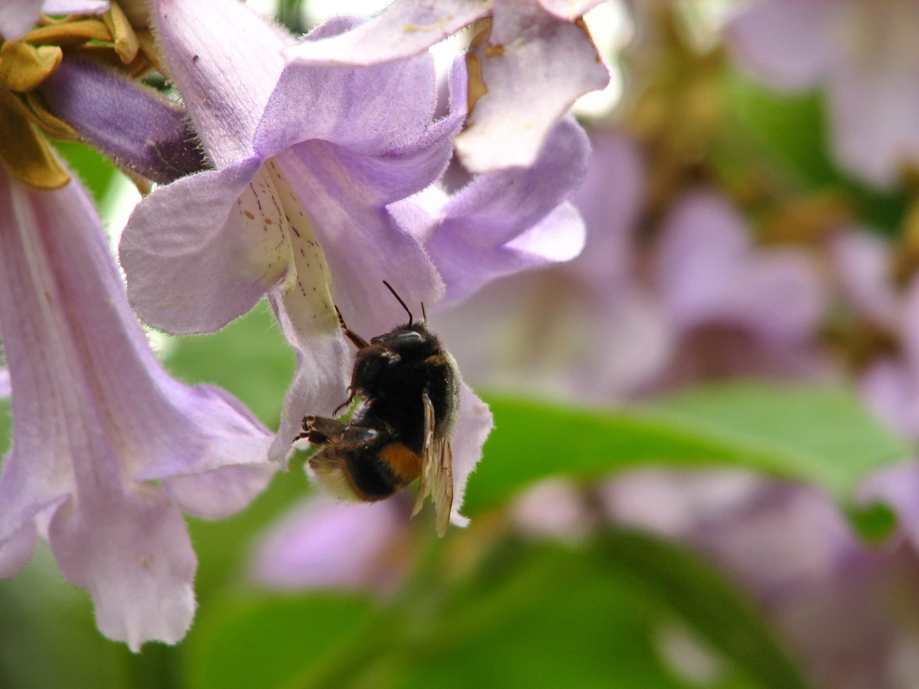 A bee on a paulownia blossom