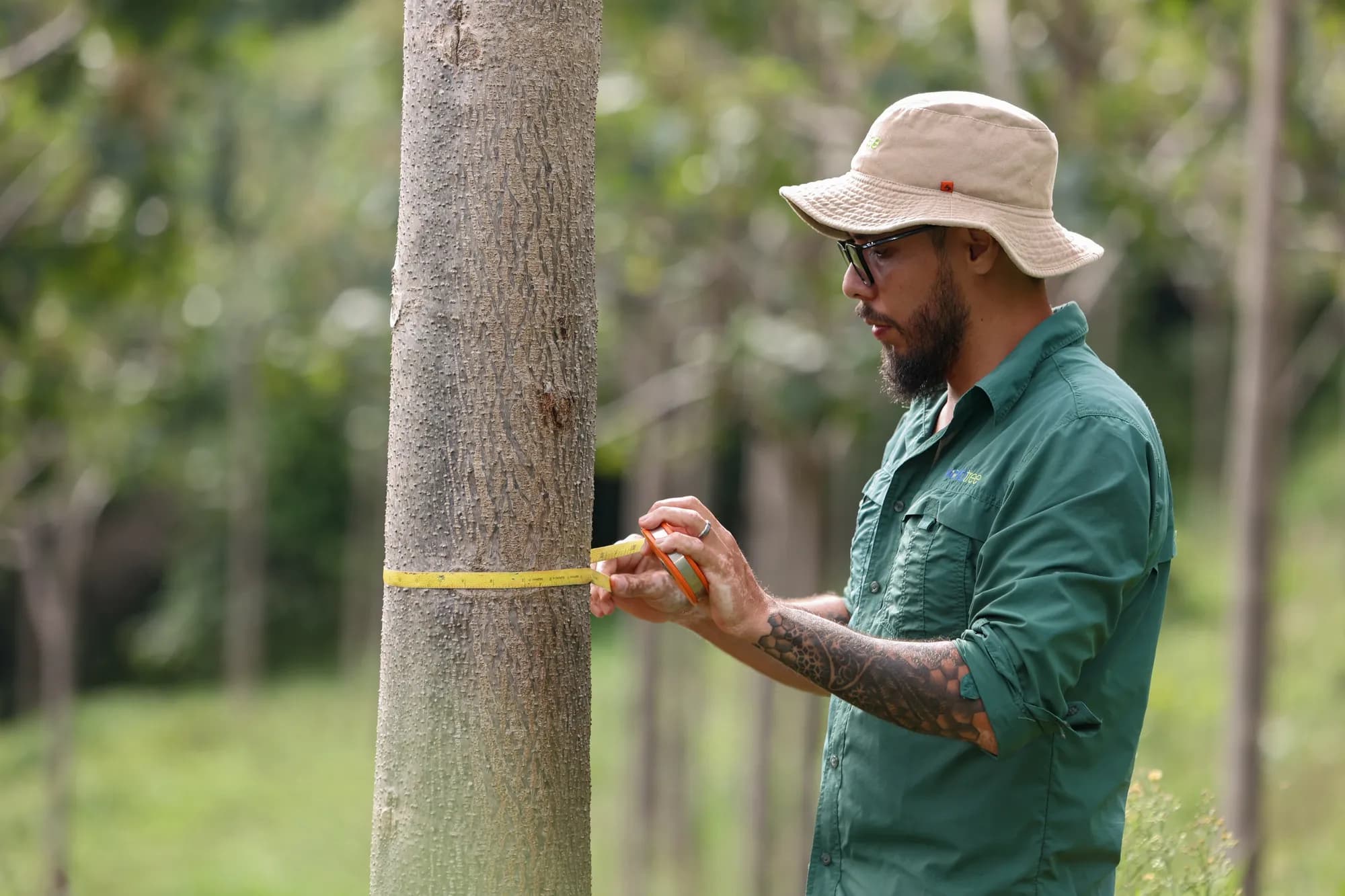 A World Tree forester measuring the trunk of a young paulownia with a tape measure