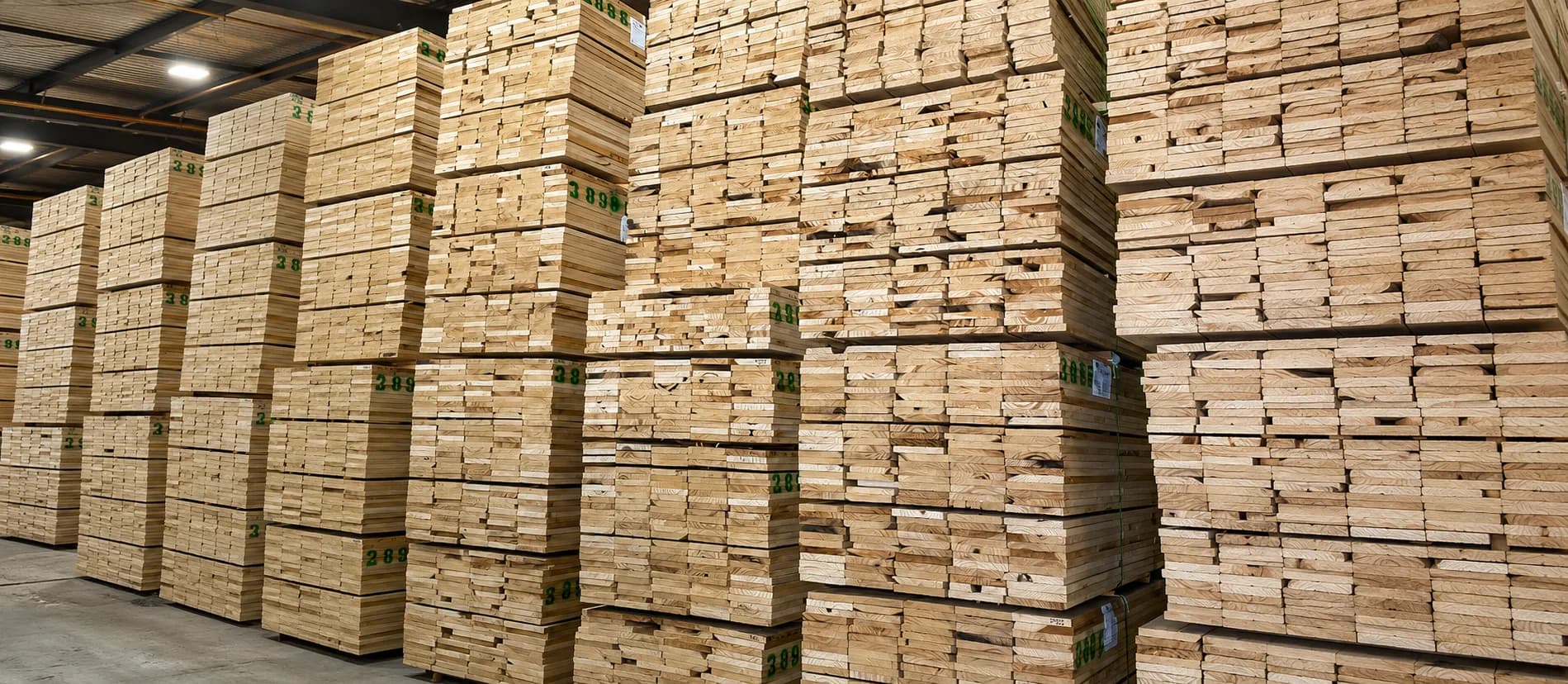 A stack of milled paulownia lumber boards