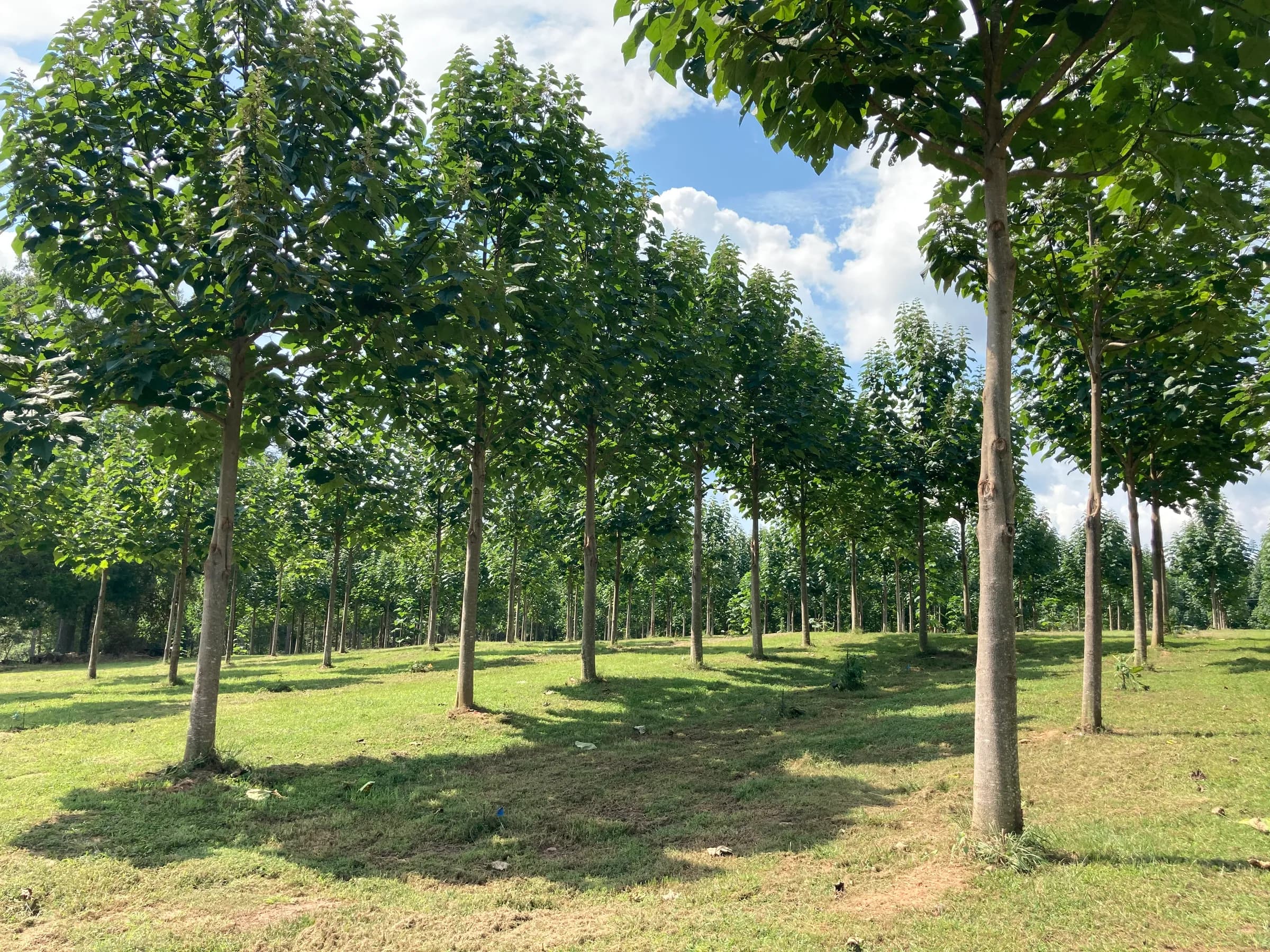 A stand of mature paulownia trees with tall, straight trunks on a World Tree farm in Alabama