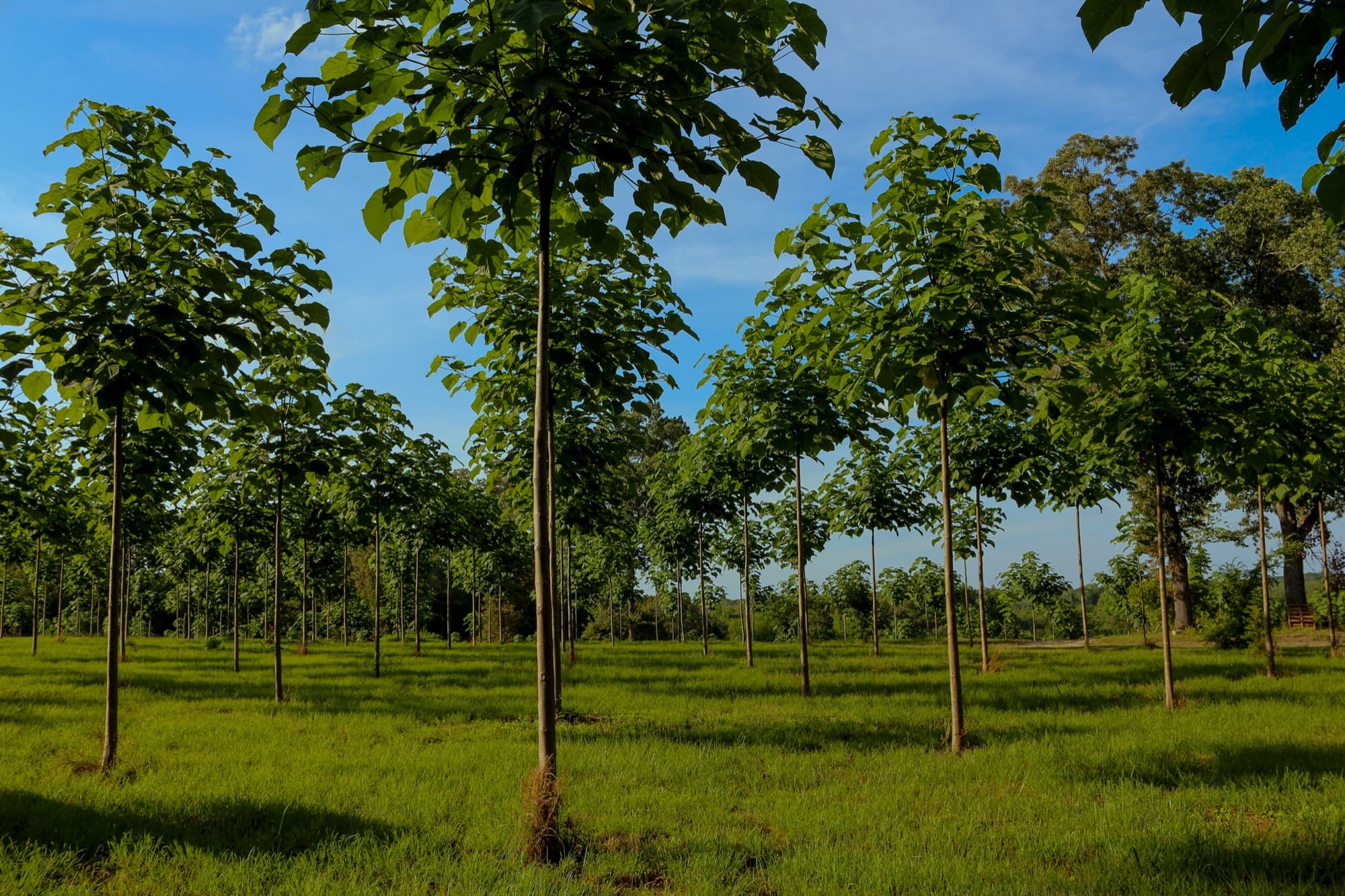 Rows of paulownia at golden hour