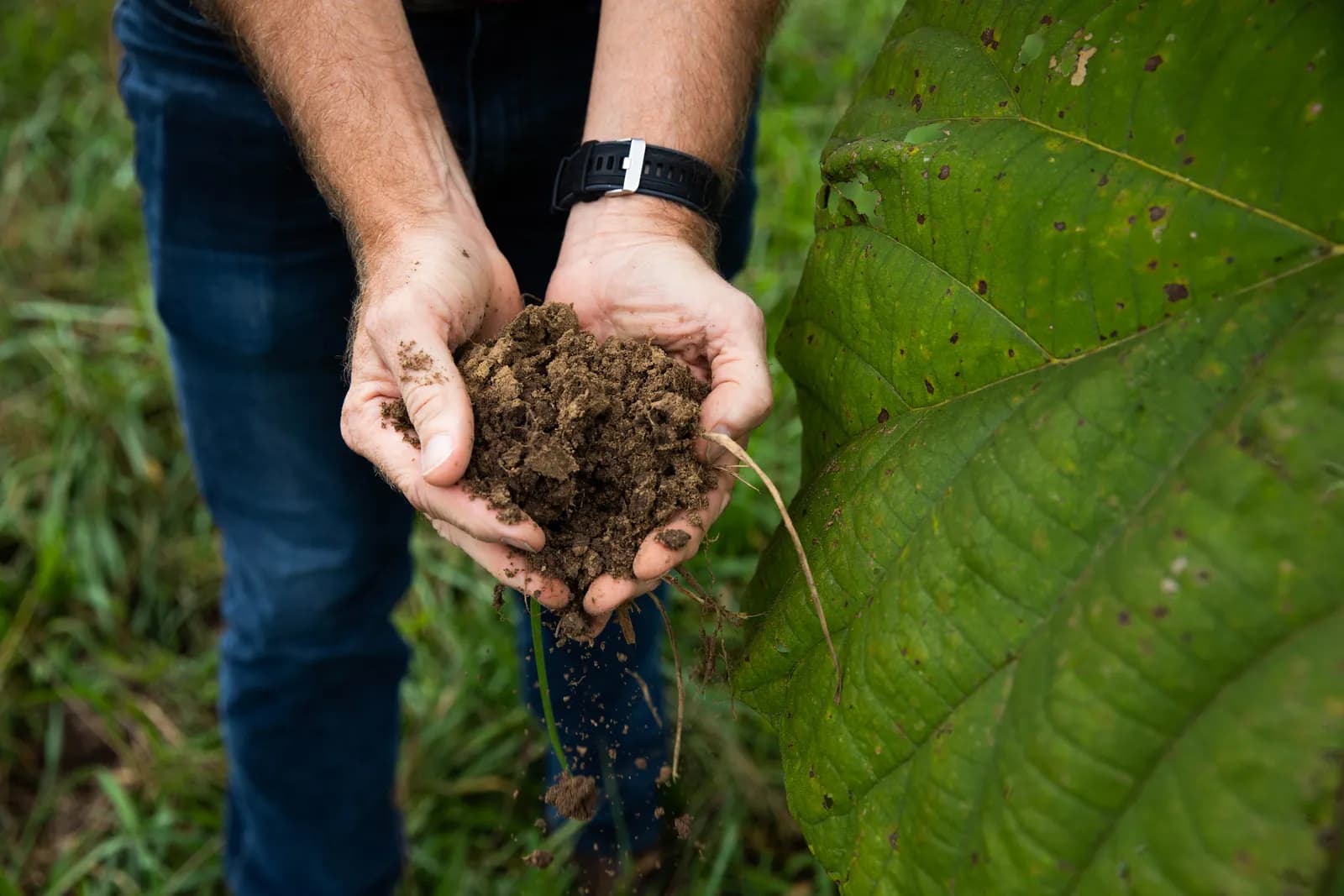 Two hands cupping a handful of rich, dark soil beside a broad paulownia leaf